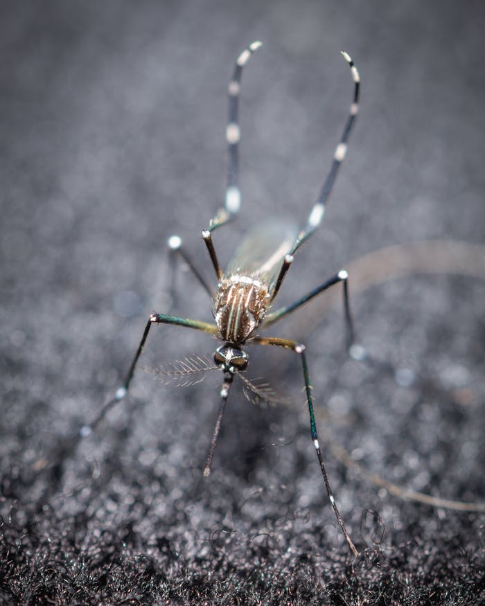 Detailed macro shot of a mosquito against a gray background, Los Angeles.