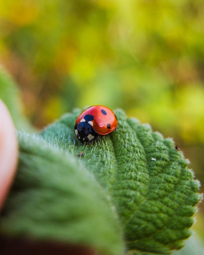Vivid close-up of a ladybug on a green leaf, showcasing nature's details.