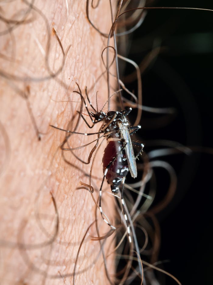Macro shot of a mosquito feeding on human skin, captured in Nigeria.
