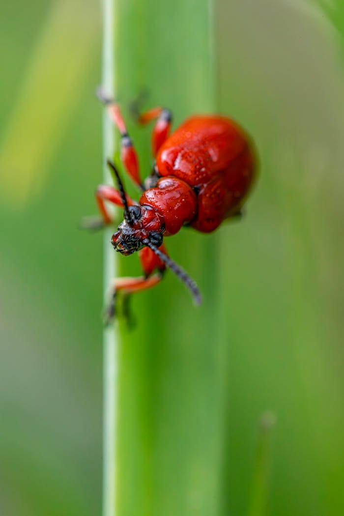 A macro shot of a vivid red lily leaf beetle (Lilioceris lilii) on a green leaf.
