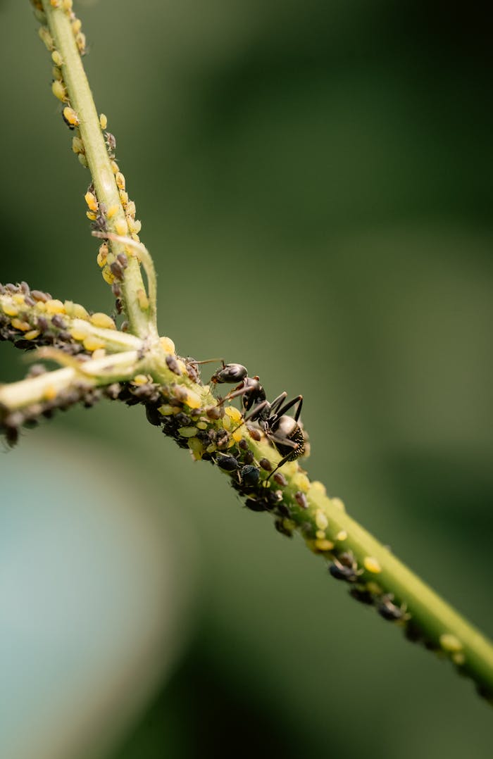 Close-up of ants tending to aphids on a plant stem, highlighting natural symbiosis and insect behavior.