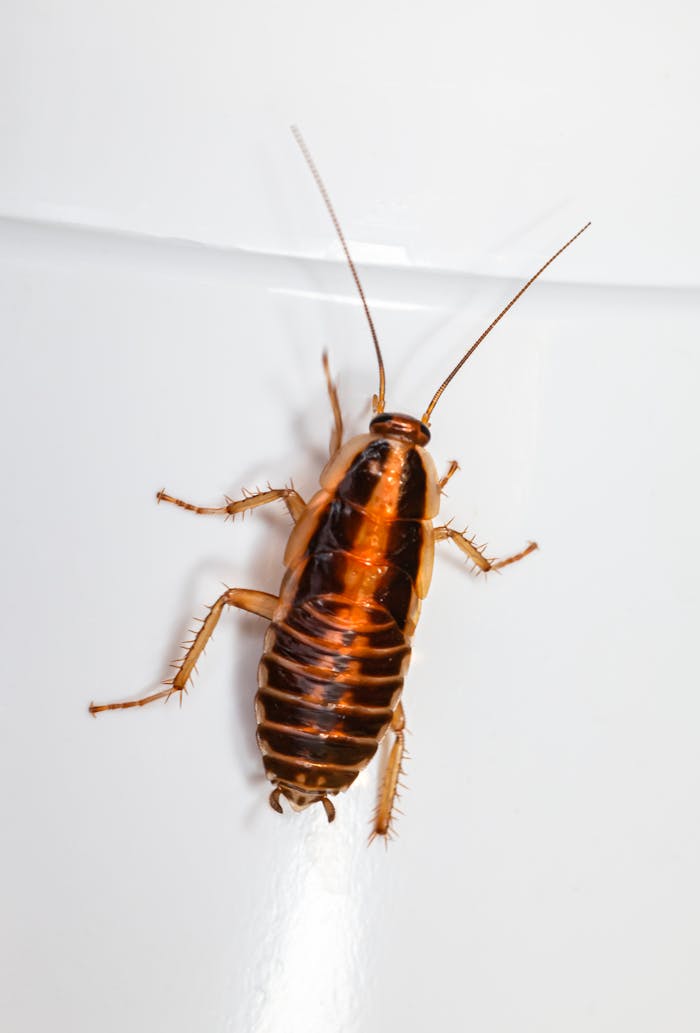 Close-up image of a cockroach on a white surface, highlighting insect details.