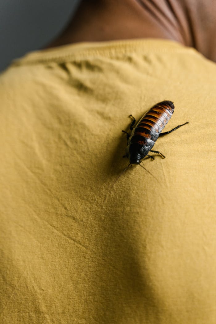 A Madagascar hissing cockroach crawling on a yellow shirt, showcasing insect's details and texture.